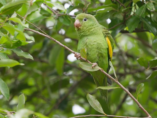 Chiririparkiet (Brotogeris chiriri)